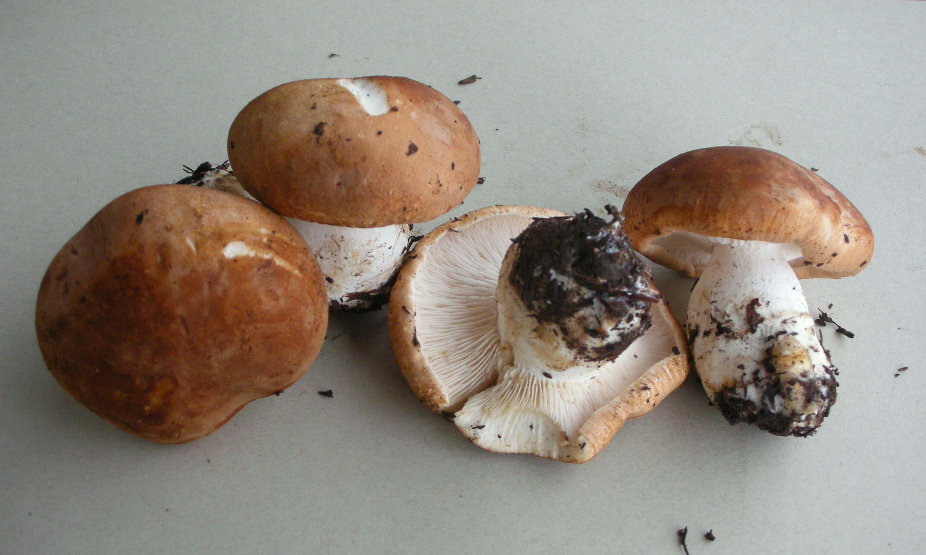 Image of bitter brown leucopaxillus