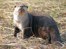 Image of African Clawless Otter