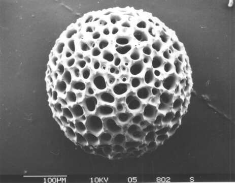 Image of Radiolaria