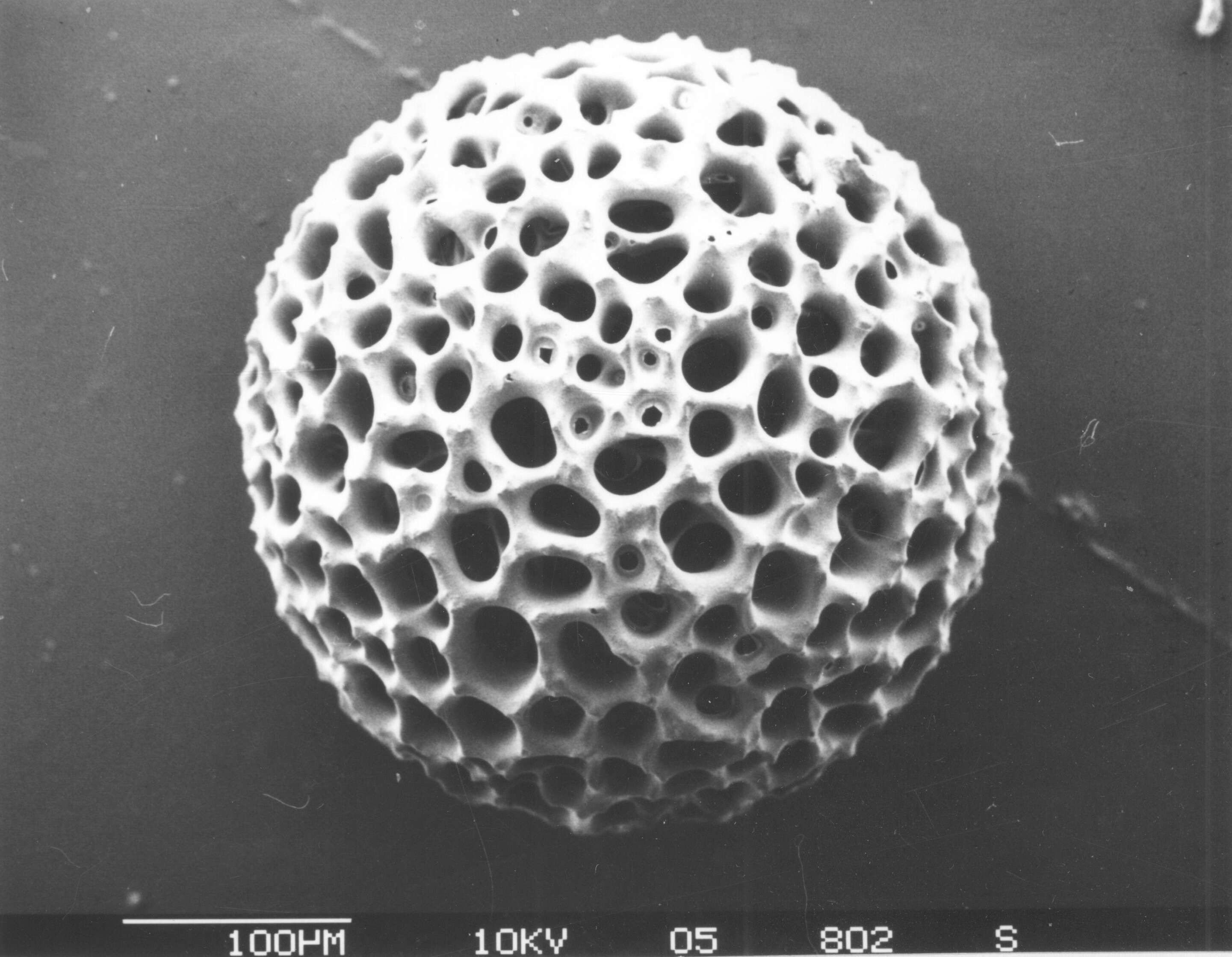 Image of Radiolaria