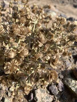 Image of Anabasis brevifolia C. A. Mey.