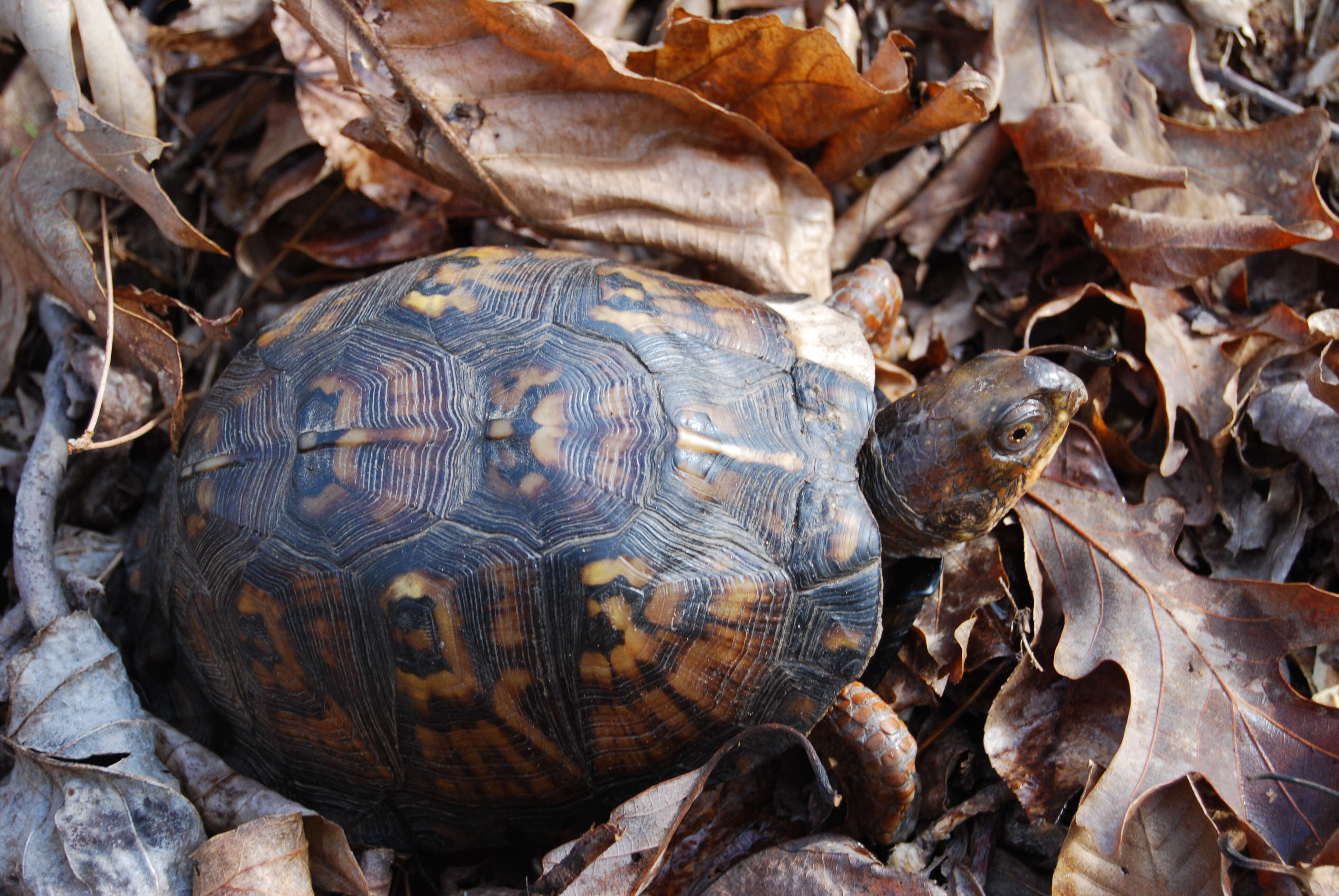 Image of Eastern box turtle