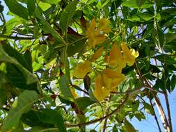 Image of Yellow bells