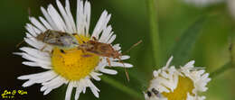 Image of Stictopleurus minutus Blöte 1934