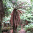 Image of Tree fern