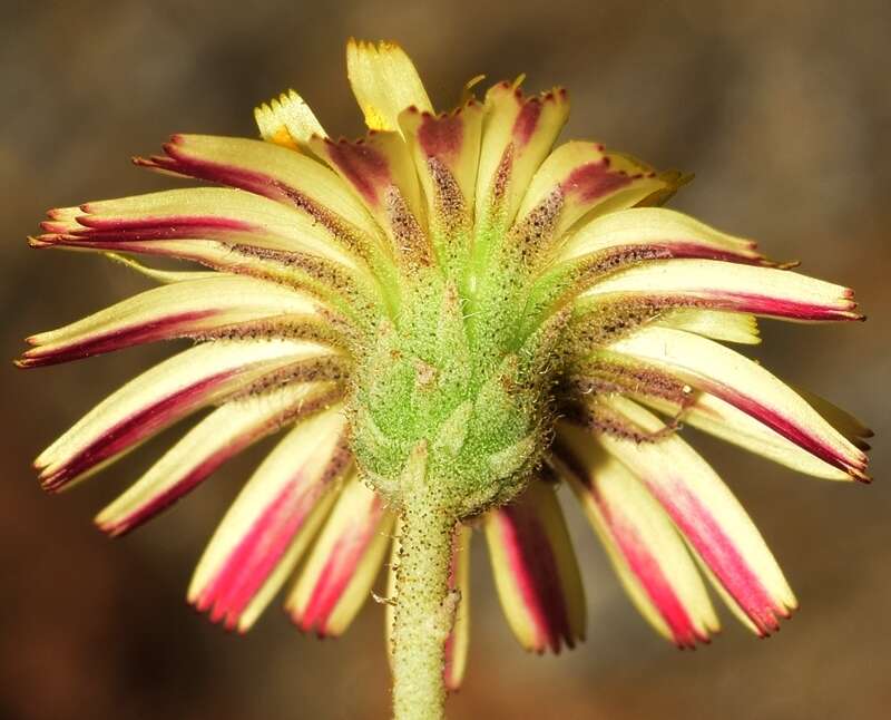 Image of Pilosella castellana (Boiss. & Reut.) F. W. Schultz & Sch. Bip.