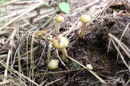 Слика од Leratiomyces magnivelaris (Peck) Bridge & Spooner 2008