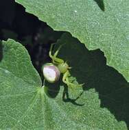 Image of Misumenops callinurus Mello-Leitão 1929