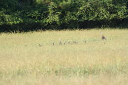 Imagem de Meleagris gallopavo Linnaeus 1758