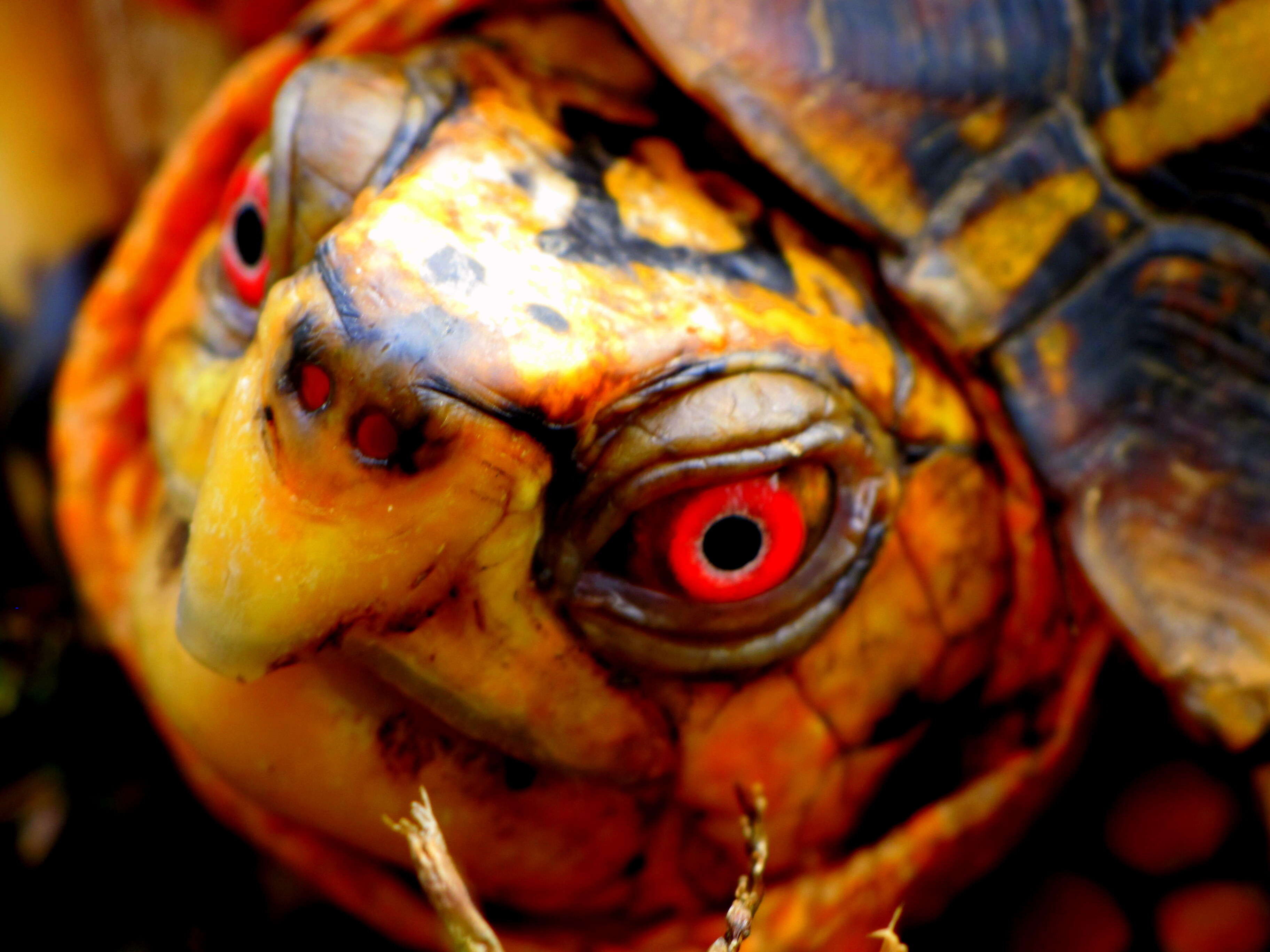 Image of Eastern box turtle