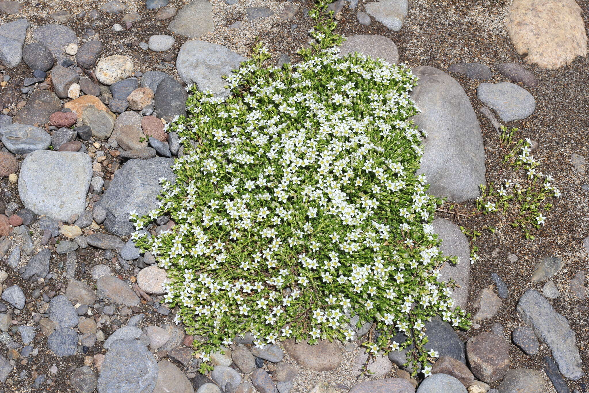 Image of Arenaria serpens Kunth