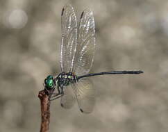 Image of Celebothemis delecollei Ris 1912