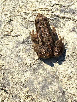 Image of Boreal Chorus Frog