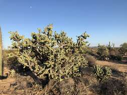 Image of Cylindropuntia cholla (F. A. C. Weber) F. M. Knuth