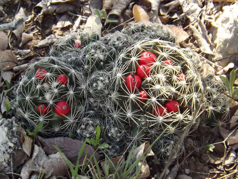 Image of Escobaria missouriensis var. similis (Engelm.) N. P. Taylor