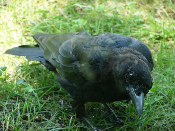 Image of American Crow