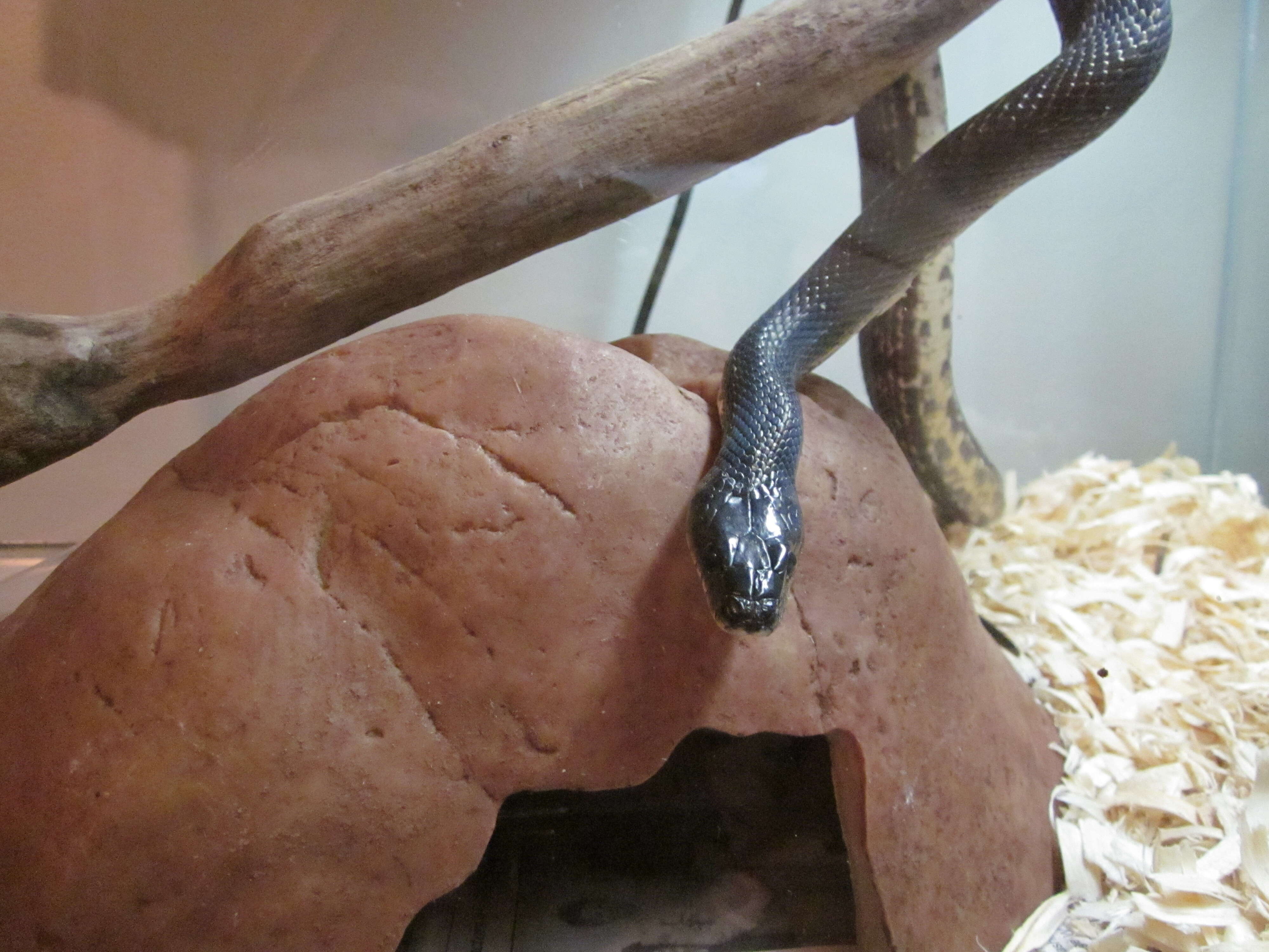 Image of Rat snakes