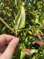 Image of Rhododendron smokianum Ralf Bauer & Albach