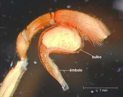 Image of Nops guanabacoae MacLeay 1839