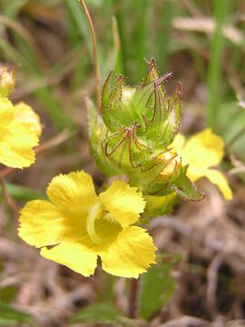 Image of Alectra sessiliflora var. sessiliflora