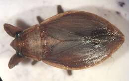 Image of Abedus immaculatus (Say 1832)