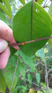 Image of Vismia gracilis Hieron.