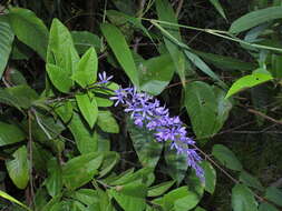 Image of Petrea bracteata Steud.