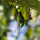 Image of Moluccan Hanging Parrot