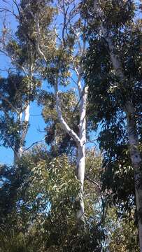 Image of Eucalyptus laeliae Podger & Chippendale