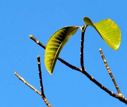 Image of Toad-tree