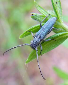 Image of Phytoecia (Opsilia) coerulescens (Scopoli 1763)