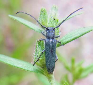 Image of Phytoecia (Opsilia) coerulescens (Scopoli 1763)