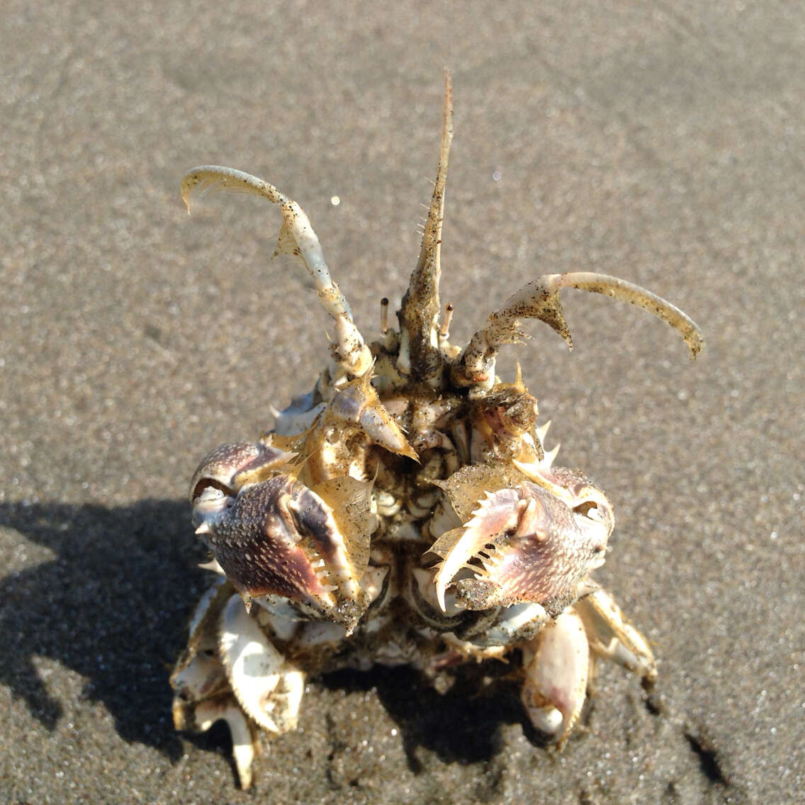 Image of spiny mole crab