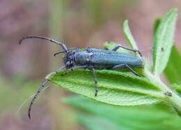 Image of Phytoecia (Opsilia) coerulescens (Scopoli 1763)