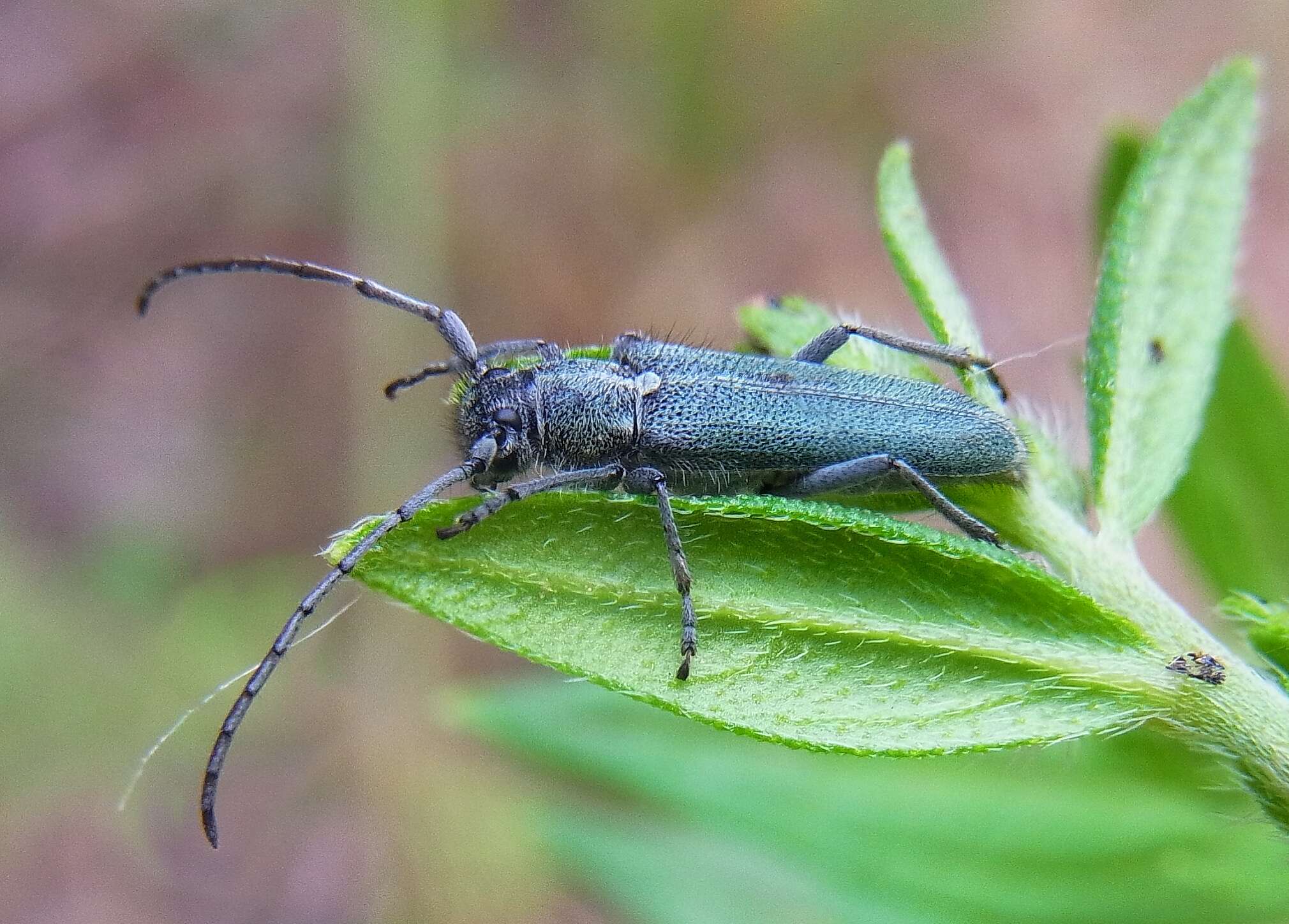 Image of Phytoecia (Opsilia) coerulescens (Scopoli 1763)