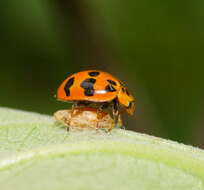 Image of Lady beetle