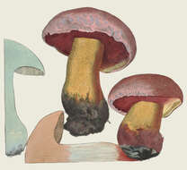 Image of ruddy bolete