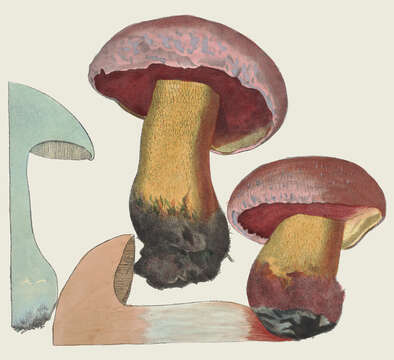 Image of ruddy bolete