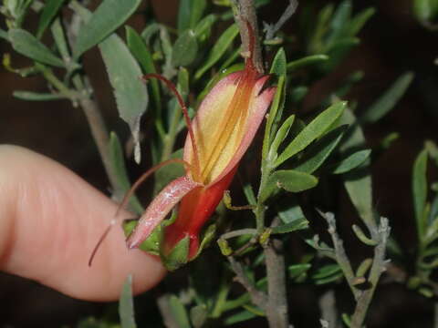 صورة Eremophila decipiens subsp. decipiens