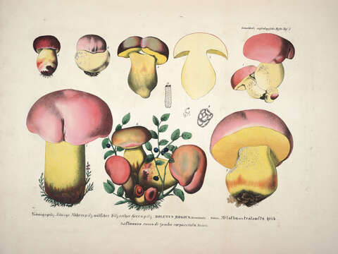 Image of Royal Bolete