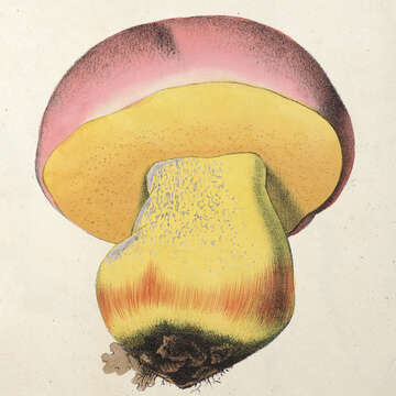 Image of Royal Bolete