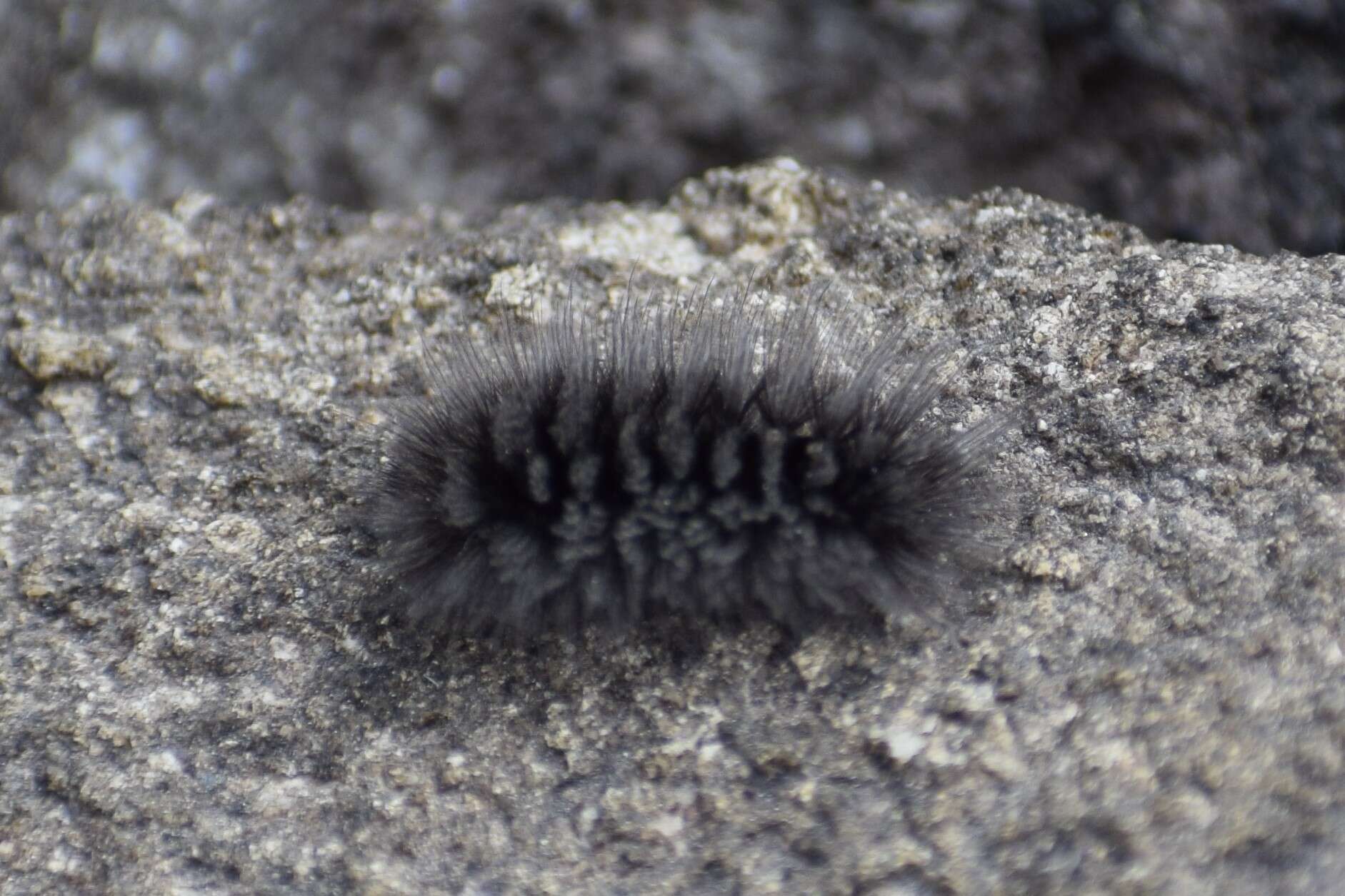 Image of Ross' Tussock Moth