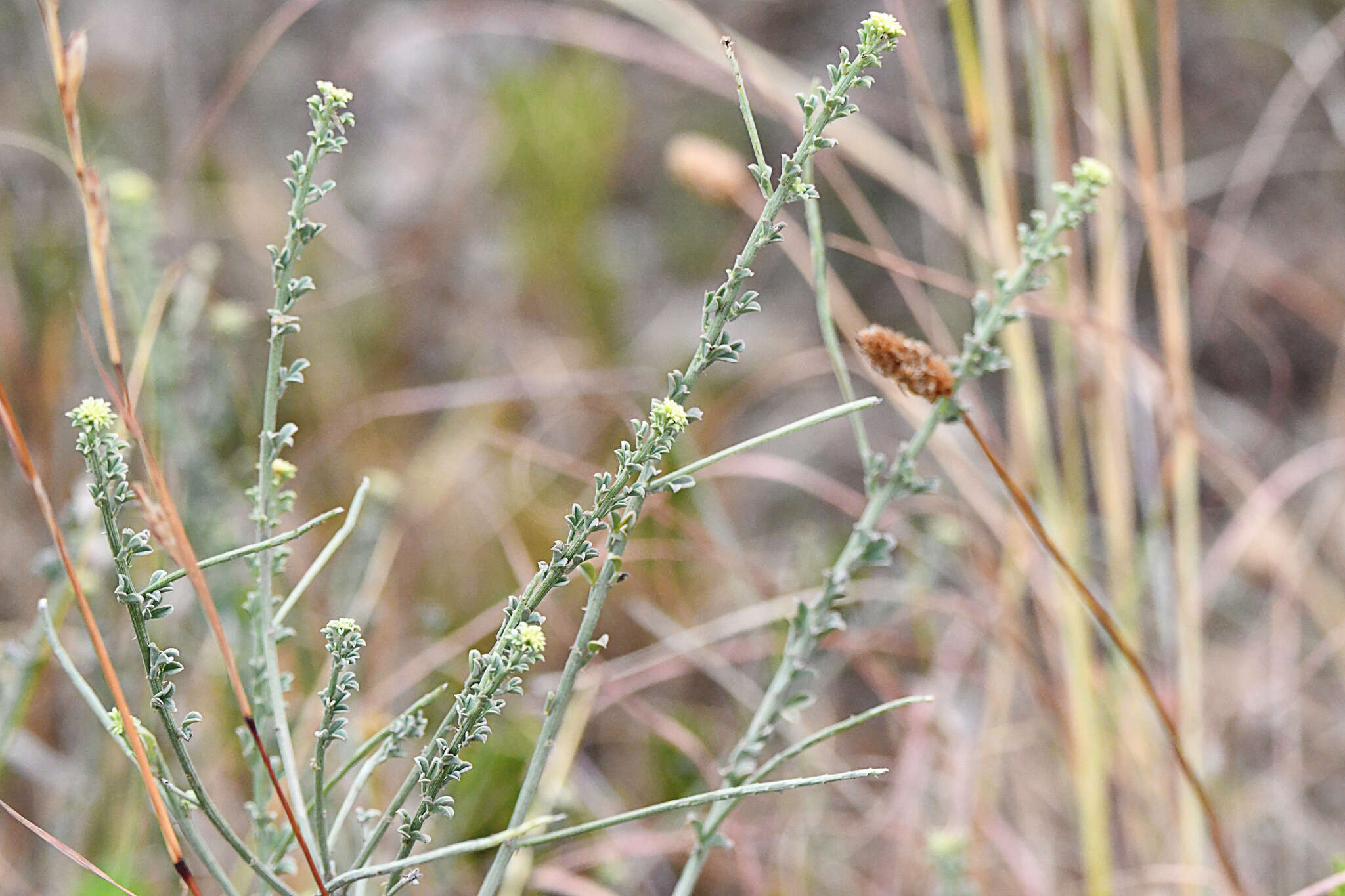 Indigofera glaucescens Eckl. & Zeyh.的圖片