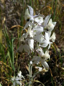 Delphinium variegatum subsp. kinkiense (Munz) M. J. Warnock的圖片