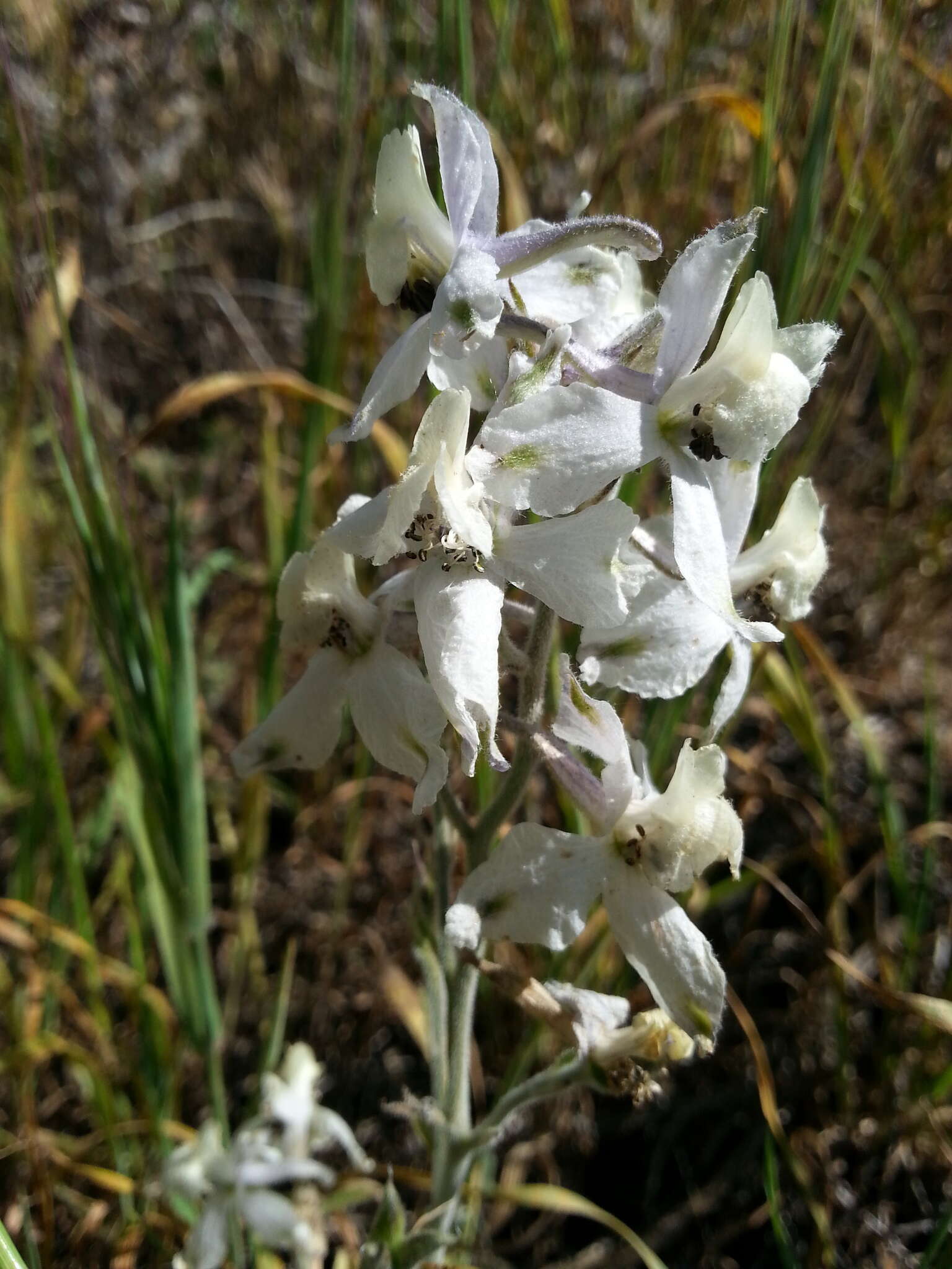 Delphinium variegatum subsp. kinkiense (Munz) M. J. Warnock的圖片