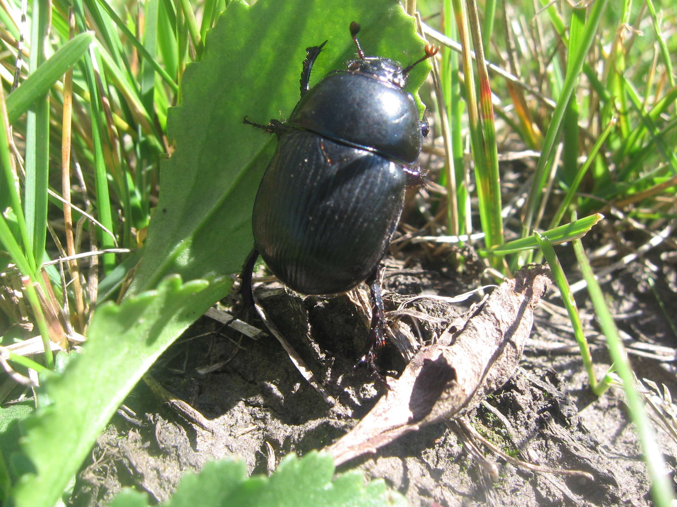 Слика од Anoplotrupes