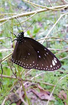 Image of Euploea midamus singapura (Moore 1883)