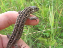 Image of Sand Lizard