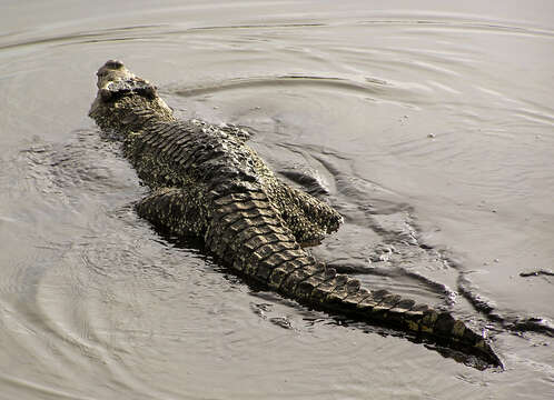 Image of Cuban Crocodile