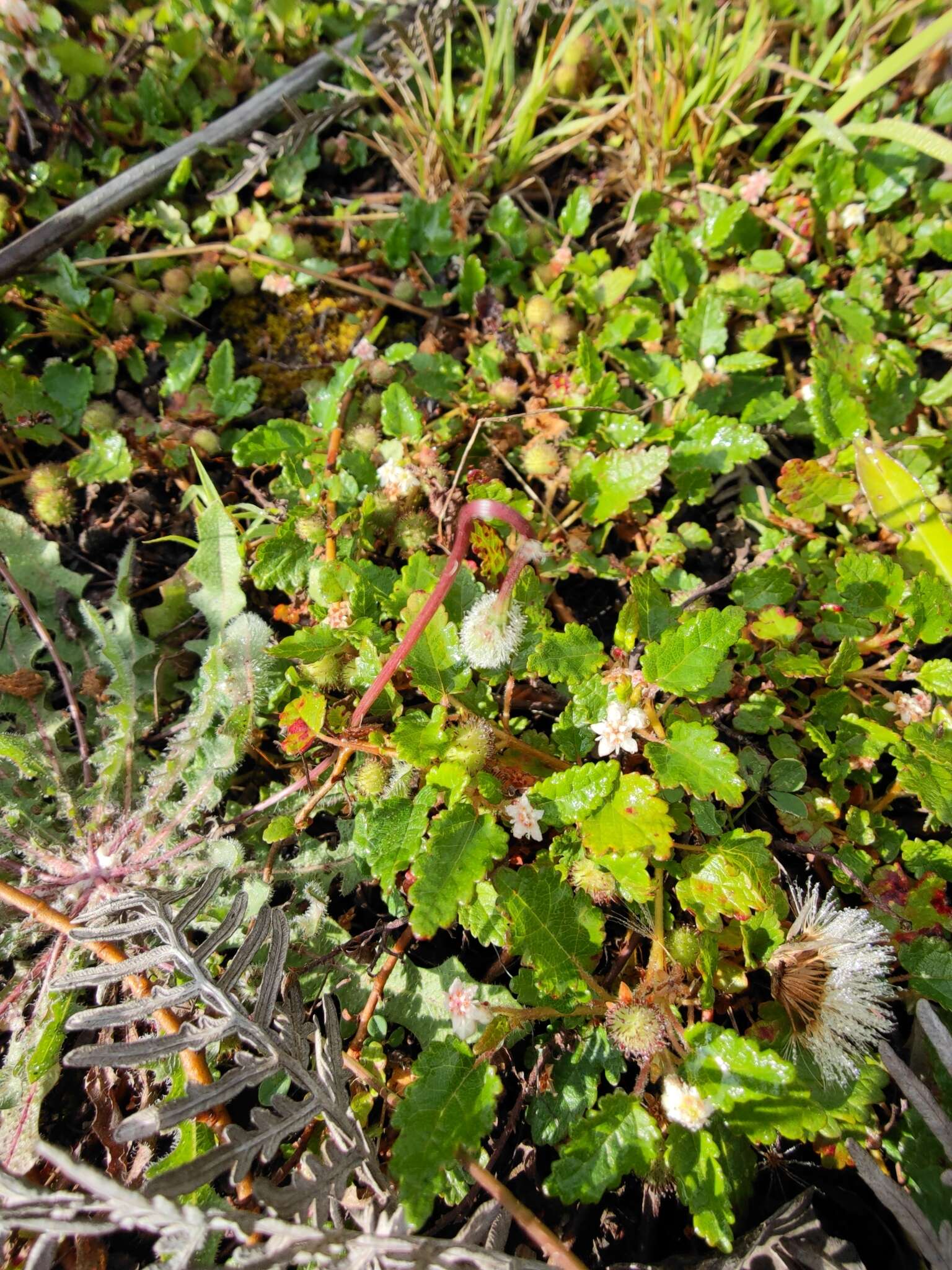 Image of Commersonia prostrata (Maiden & Betche) C. F. Wilkins & Whitlock